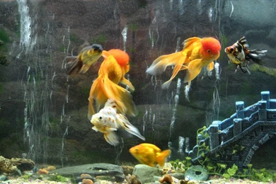 Aquarium Wallpapers Fish Tank