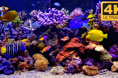 4K Aquarium Video As Desktop Wallpapers