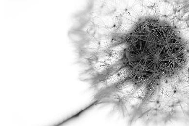 White Wallpapers 369   HD Wallpapers