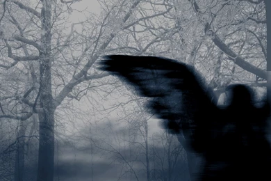 Dark Angel Wallpapers 39