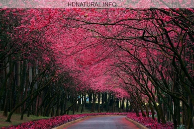 Nature Images Free Download