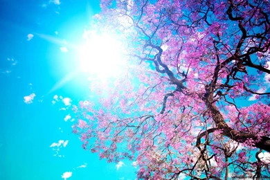 Pretty Flower Backgrounds For Desktops