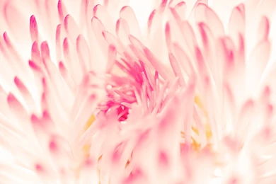 Artistic Beautiful Flower Backgrounds