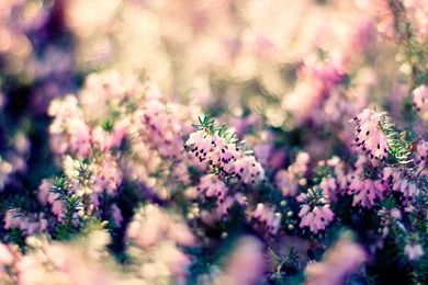 Fine Flowers Desktop Backgrounds: Pretty Flowers HD HDQ