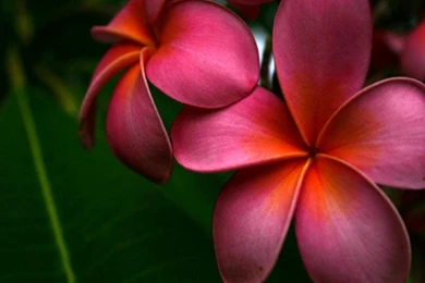 Big Pretty Flower Backgrounds