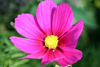 Names Of Pretty Flowers Wallpapers