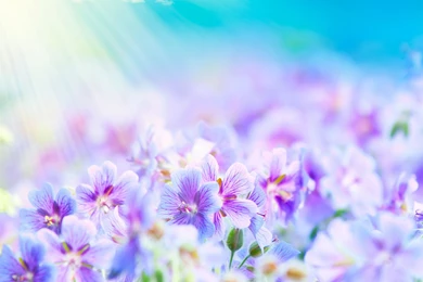 26 Flowers Desktop Wallpapers > 898045 Stunning Yellow Flowers ...