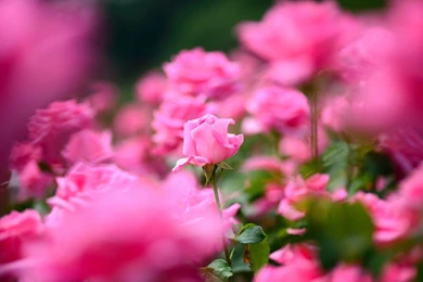 Pretty Flowers Backgrounds   Pixbim.com