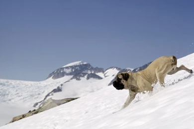 Mastiff PC Desktop Wallpapers Wallpapers