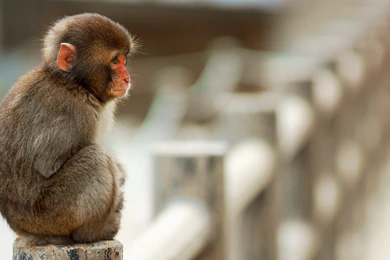 Monkey Wallpapers HD Pictures