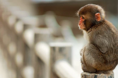 Best HD Wallpapers Of Rhesus Monkey Baby Seating Silently