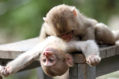Baby Monkeys Playing HD Desktop Wallpapers : High Definition ...