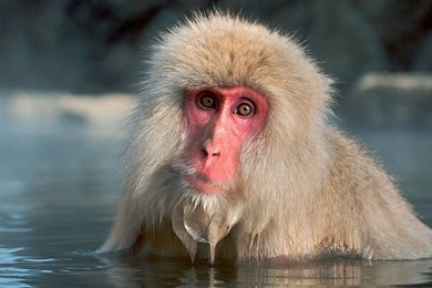 Monkey Free Wallpaper: Monkey Wallpapers Hd