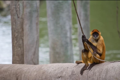 Spider Monkey Wallpapers   HD Wallpaper Backgrounds Of Your Choice