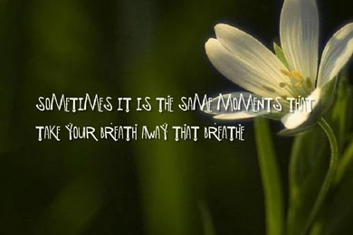 Where To Buy True Love, Life Philosophy Quotes Wallpapers ...