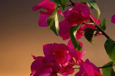 Cool Iphone 6 Hd Free Wallpapers Download