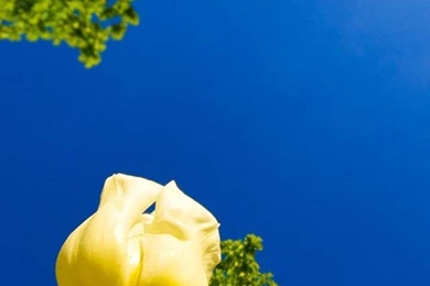 Tulip Race iPhone 5 Wallpapers Hd 640x1136 Iphone 5 Wallpapers ...