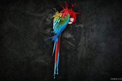 Amazing Parrot Art HD Wallpapers   IHD Wallpapers
