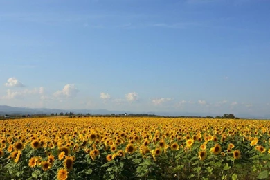 50 Beautiful Flower Wallpapers