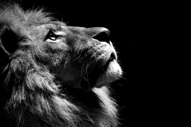 National Geographic Animal Wallpapers Album (2)