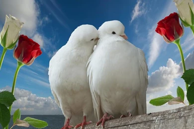 Love Birds Images