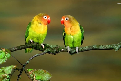 High Quality Lovebirds Wallpapers