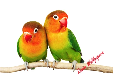 Love Bird Wallpapers