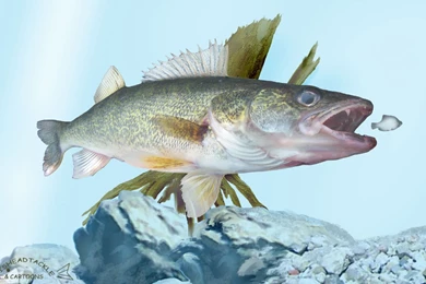 Walleye Art