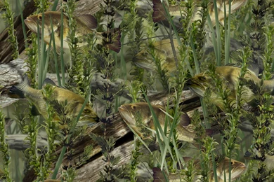 Walleye Wallpapers   Wallpapers Cave