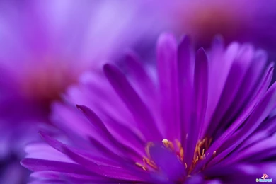 Flowers High Resolution Desktop Windows Wallpapers 033.jpg