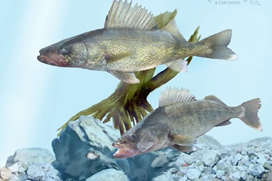 Walleye Art 19