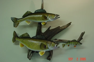 Walleye.JPG