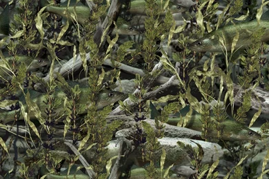 Fishouflage Walleye Desktop Wallpapers