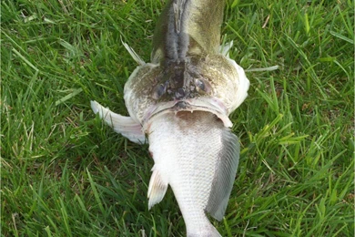 Bit Off More Than She Could Chew   NEBRASKALand Magazine