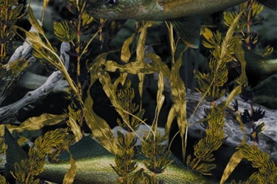 24"x35' Wallpapers   Camo Addiction