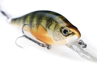 Tips   Walleye Fishing   Fishing Specialists