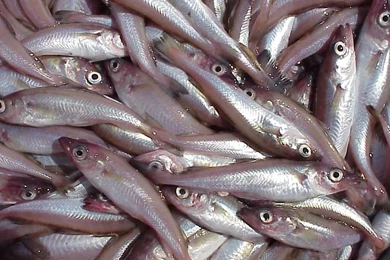 Arctic Report Card   Fisheries In The Bering Sea   Overland