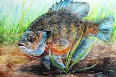 Wall Murals And Borders On Pinterest