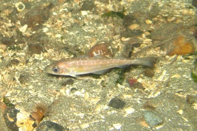 Top Fish Wallpapers Walleye Wallpapers