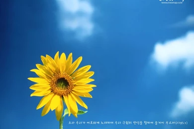 Wallpapers Bible Verse Nature Crossmap Wwwcrossmapcokr 1024x768 ...