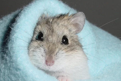 Cute Hamster Wallpapers,Other Pets Wallpapers & Pictures Free Download