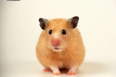 Photo: A Golden Hanster   Cute Little Hamsters Wallpapers 3 ...