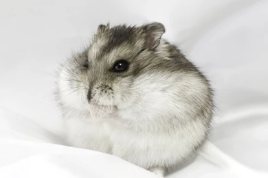 Cute Flat Hamster Wallpaper: Desktop HD Wallpapers   Download Free ...