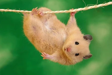 Latest Funny Pictures: Funny Hamster Wallpapers