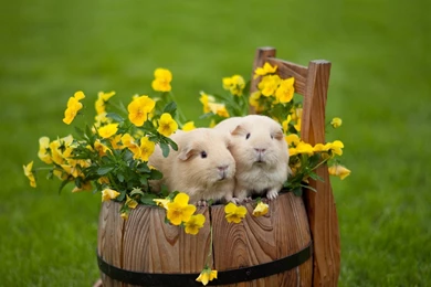 Hamster Wallpapers HD