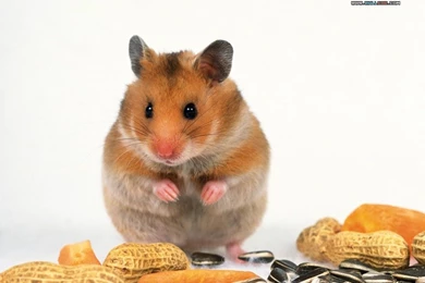 Cute Pet Hamster Wallpapers / Photos10   Wallcoo.net