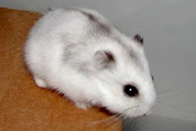 1000+ Ideas About Adorable Hamsters