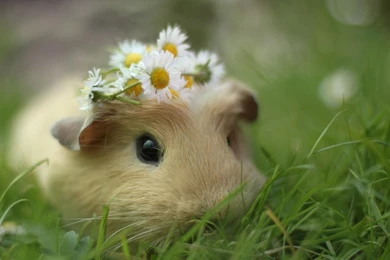 Cute White Hamster 1440x900px