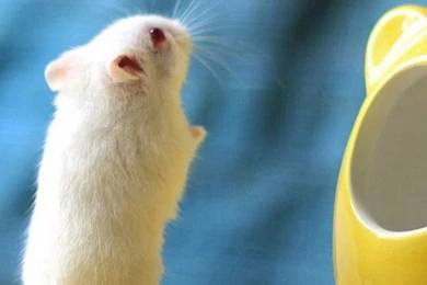 Cute Little Hamster iPhone 6 Wallpapers, iPhone 6 Backgrounds And ...