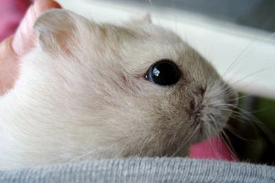 Cute Hamster 1920x1200 Wallpapers, 1920x1200 Wallpapers & Pictures ...